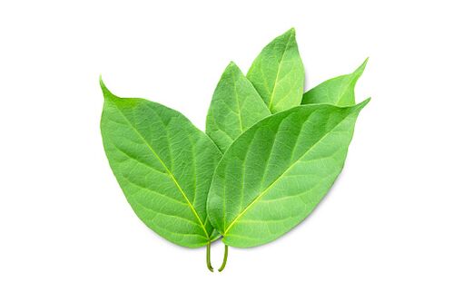 Το Blutforde περιέχει εκχύλισμα Gymnema sylvestre